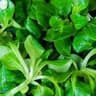 Lettuce: Lambs