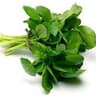 Watercress